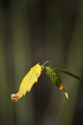 14 Leaves.jpg