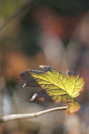 30 Leaf.jpg
