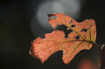 31 Leaves.jpg