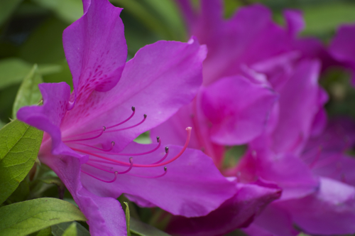 55-200mm.jpg