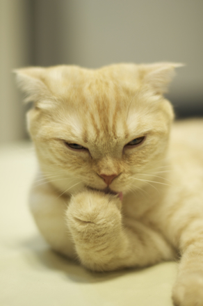 たくらんでる猫.jpg