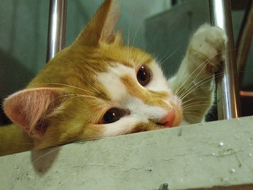 ねこ@させぼ.jpg