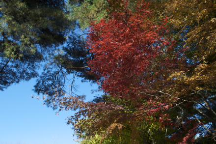 森林公園4.jpg