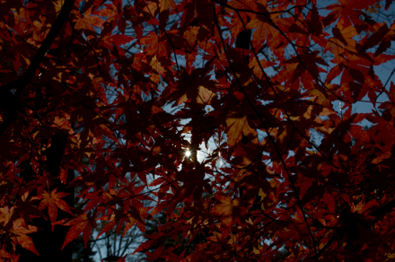 森林公園5.jpg