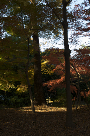森林公園7.jpg