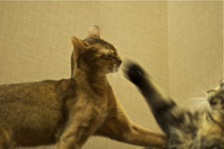 猫ぱんち.jpg