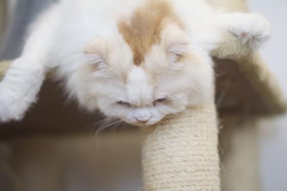 猫まるカフェ1.jpg