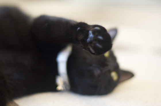 猫まるカフェ2.jpg