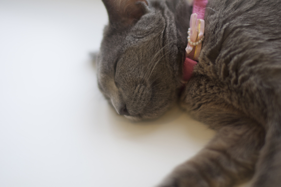 猫まるカフェ3.jpg