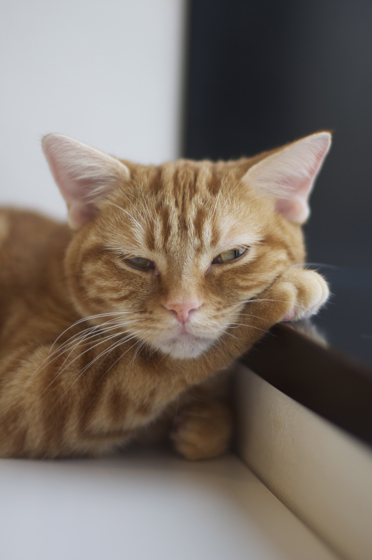 猫まるカフェ4.jpg
