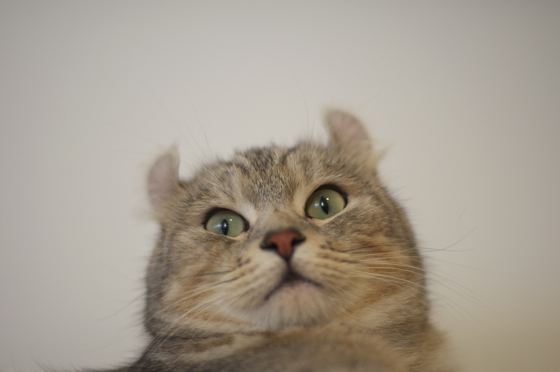 猫まるカフェ5.jpg