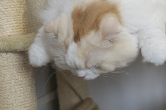猫まるカフェ8.jpg