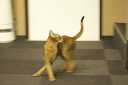 猫ダンス.jpg