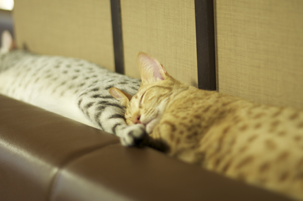 連結猫2.jpg