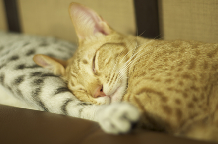 連結猫3.jpg