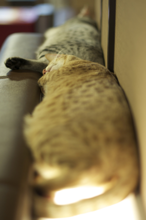 連結猫4.jpg