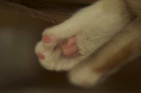 にくきゅう