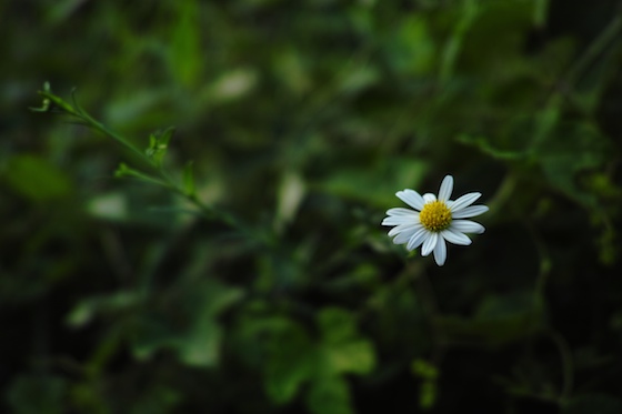 SDIM0544.jpg