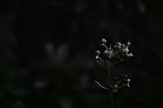SDIM0629.jpg