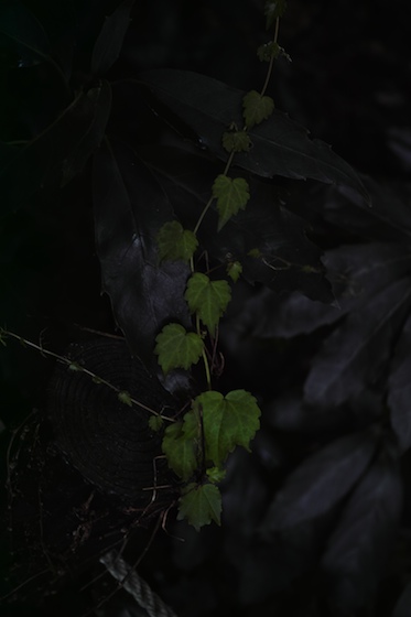 SDIM0645.jpg