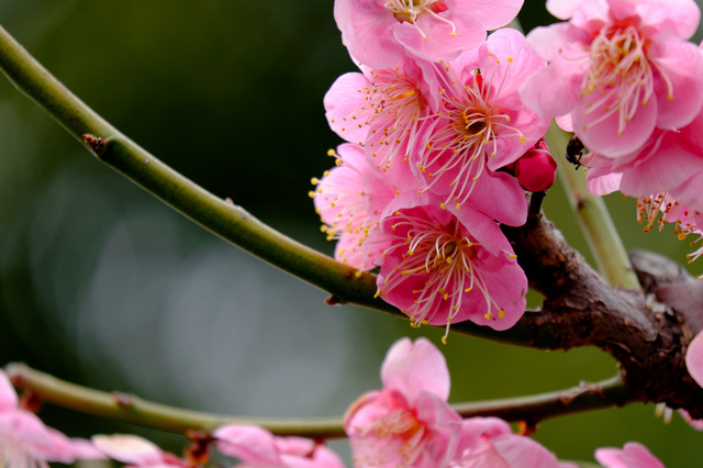 Wild Flower Garden_13.jpg