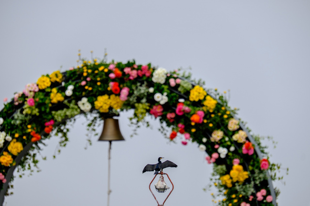 Wild Flower Garden_7.jpg
