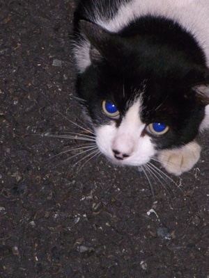 blue eye.jpg