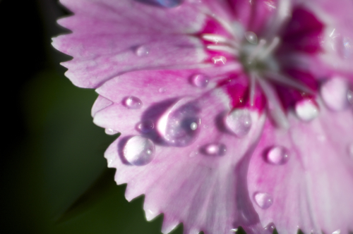 flower Close-up S.jpg