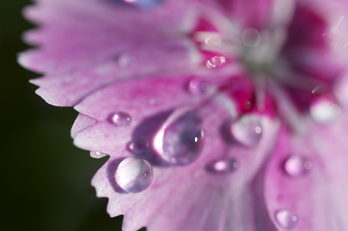 flower MACRO S.jpg