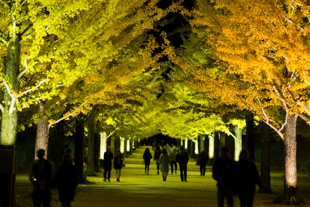 ginkgo.jpg