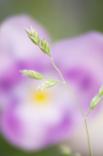 green Close-up S.jpg