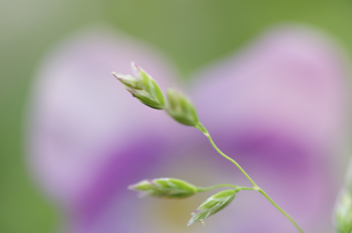 green MACRO S.jpg