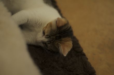 (L֥`)